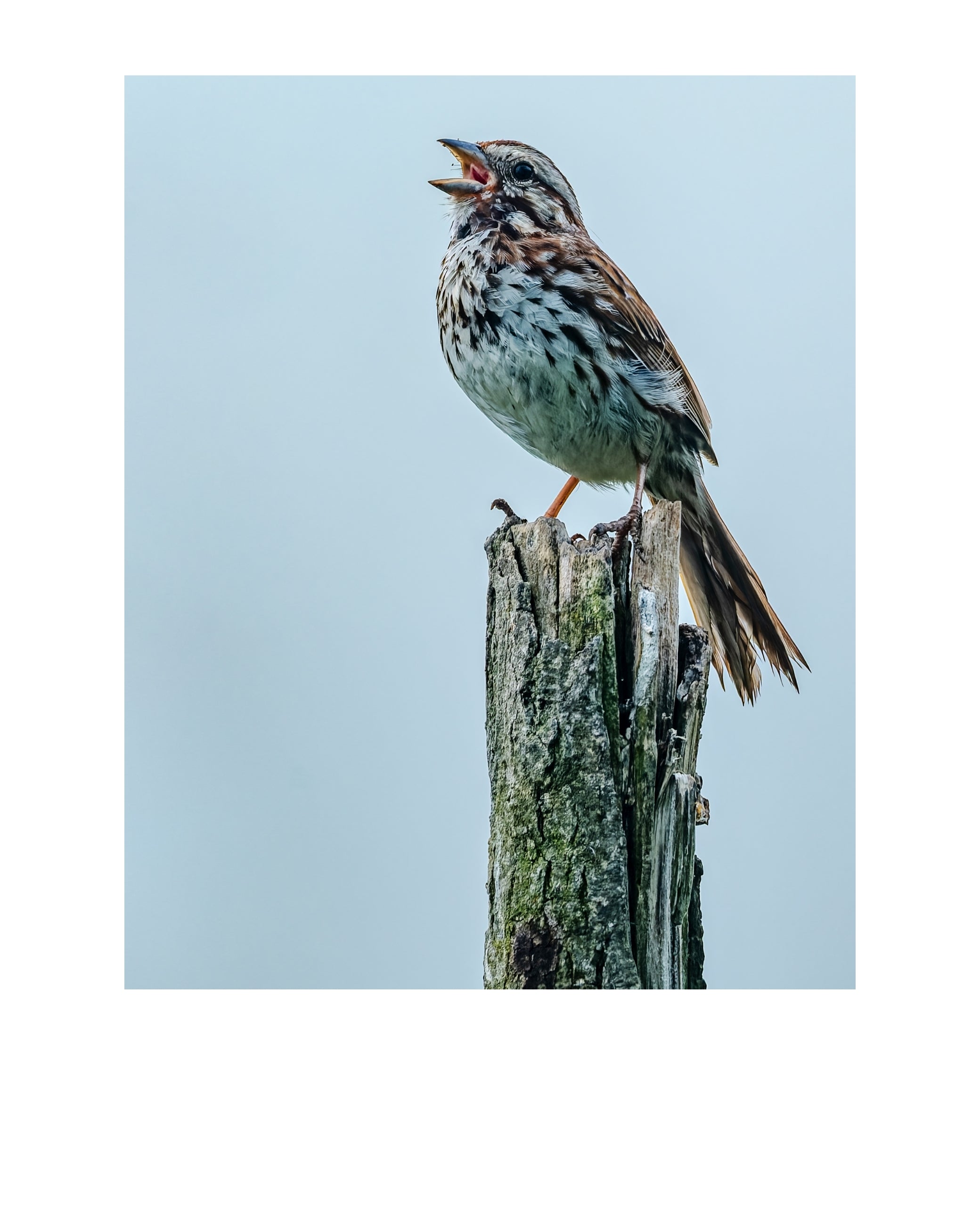 Song Sparrow Wildlife Photography Print | Tiny Desk Photos No. 173