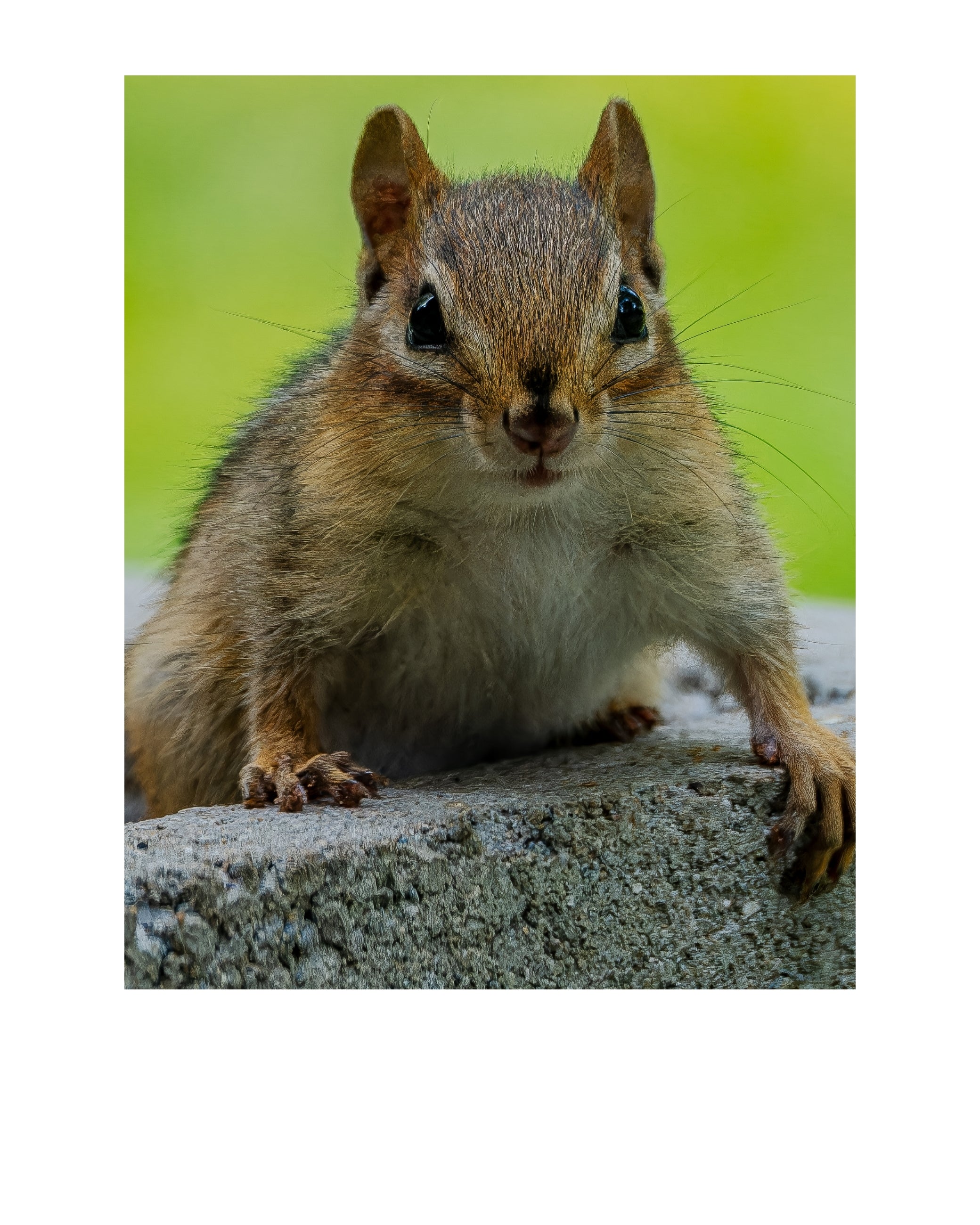 Chipmunk Wildlife Photography Print | Tiny Desk Photos No. 177