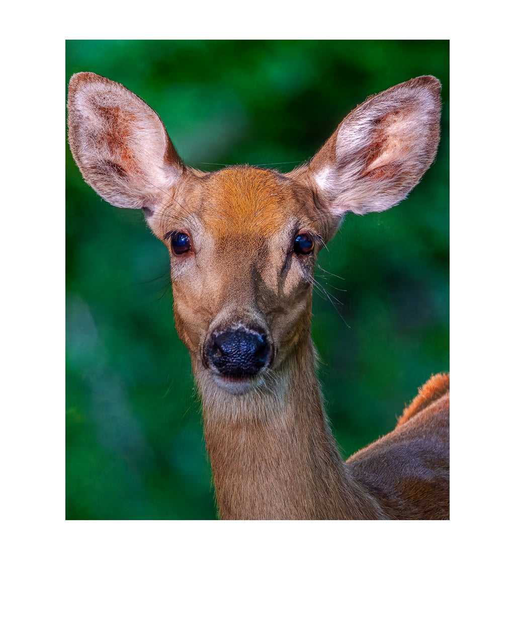 White-tailed Deer Wildlife Photography Print | Tiny Desk Photos No. 178