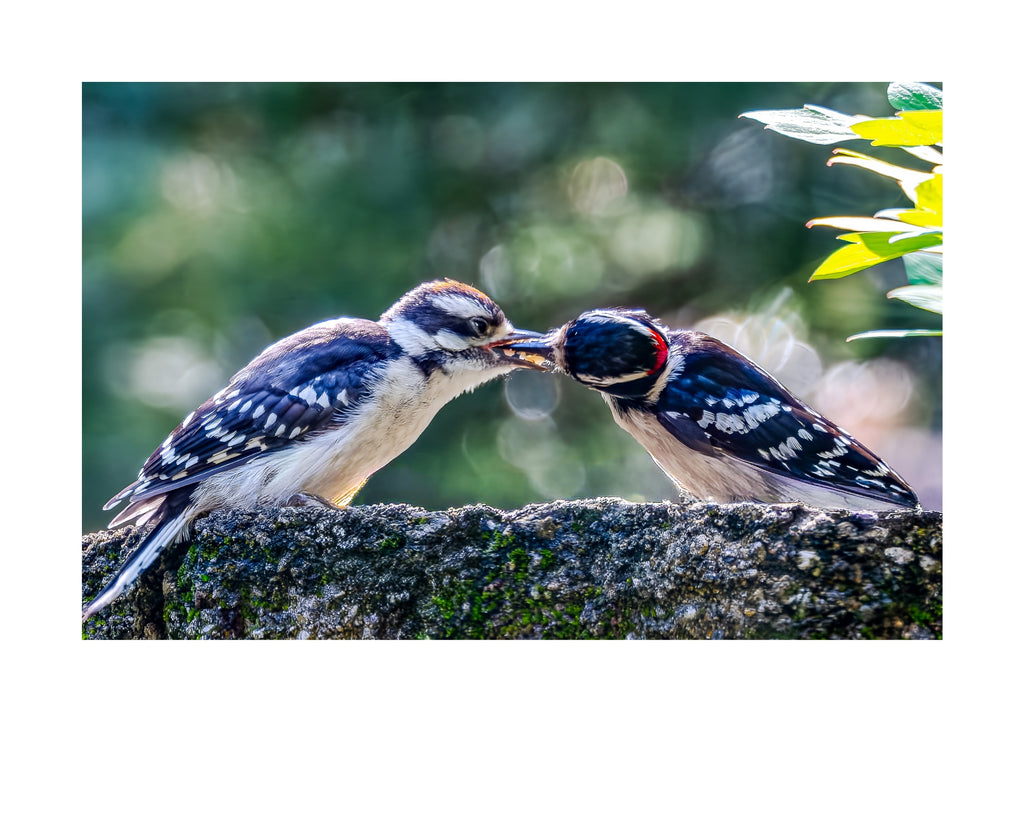 Downy Woodpecker Wildlife Photography Print | Tiny Desk Photos No. 179