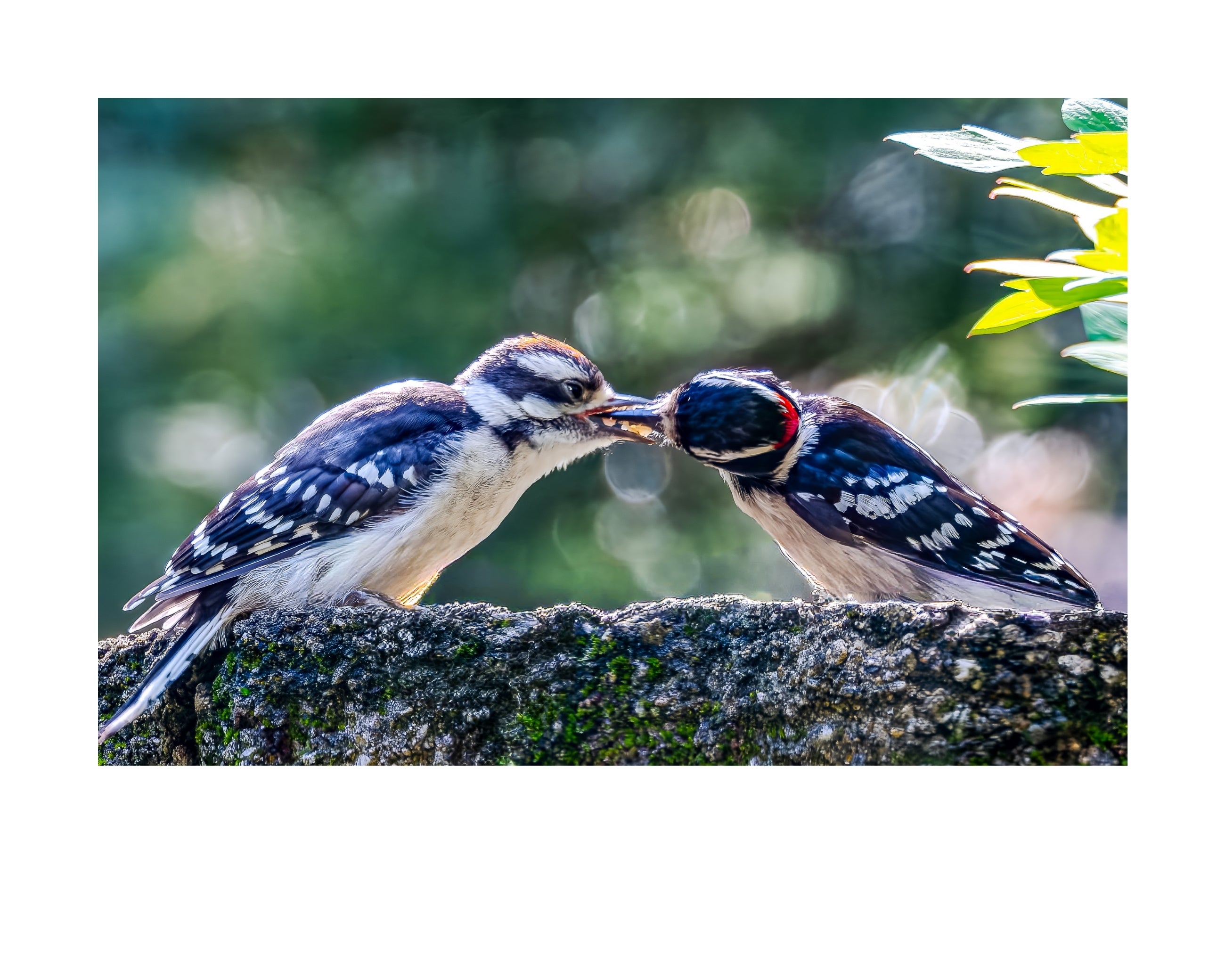 Downy Woodpecker Wildlife Photography Print | Tiny Desk Photos No. 179