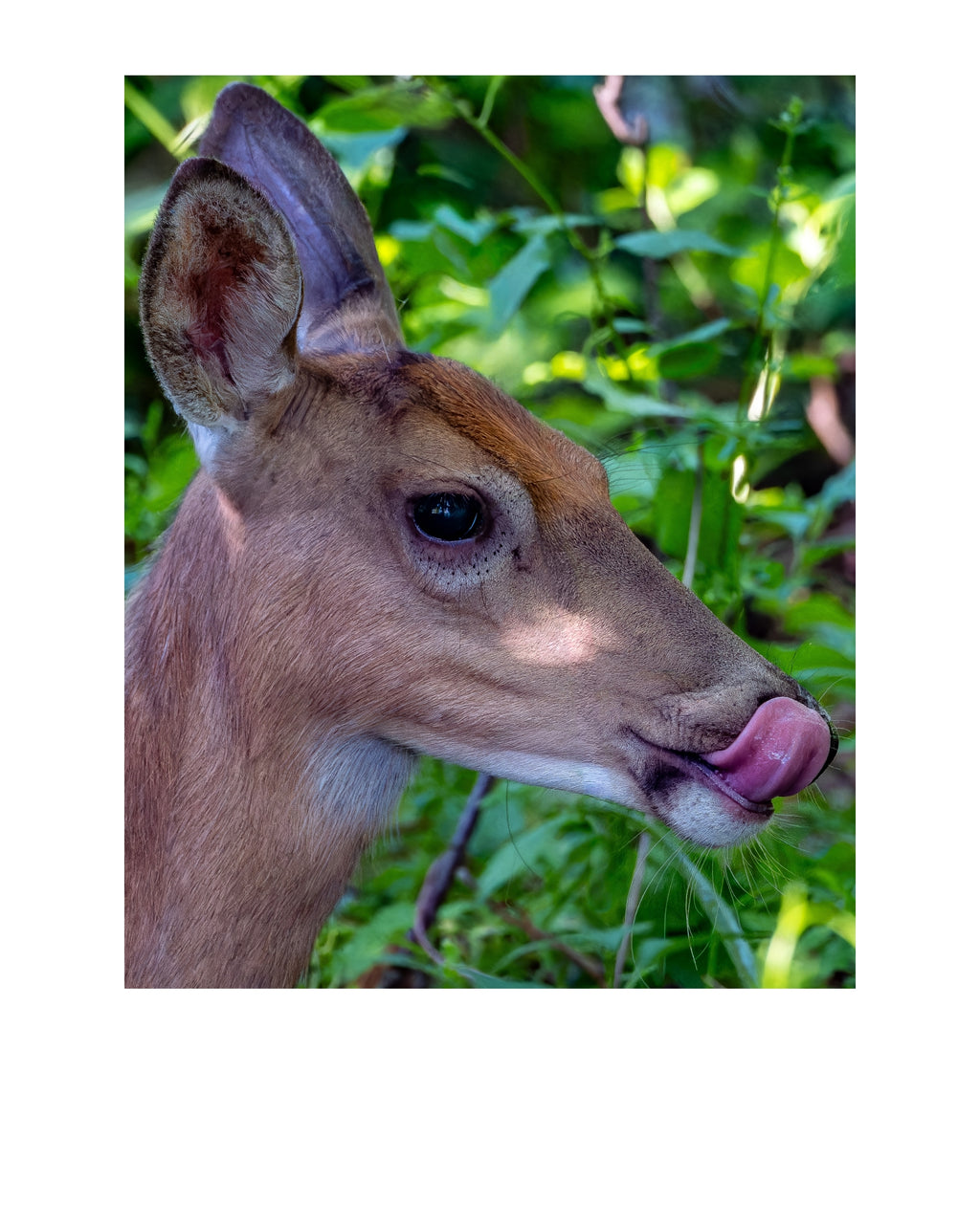 White-Tailed Deer Wildlife Photography Print | Tiny Desk Photos No. 180