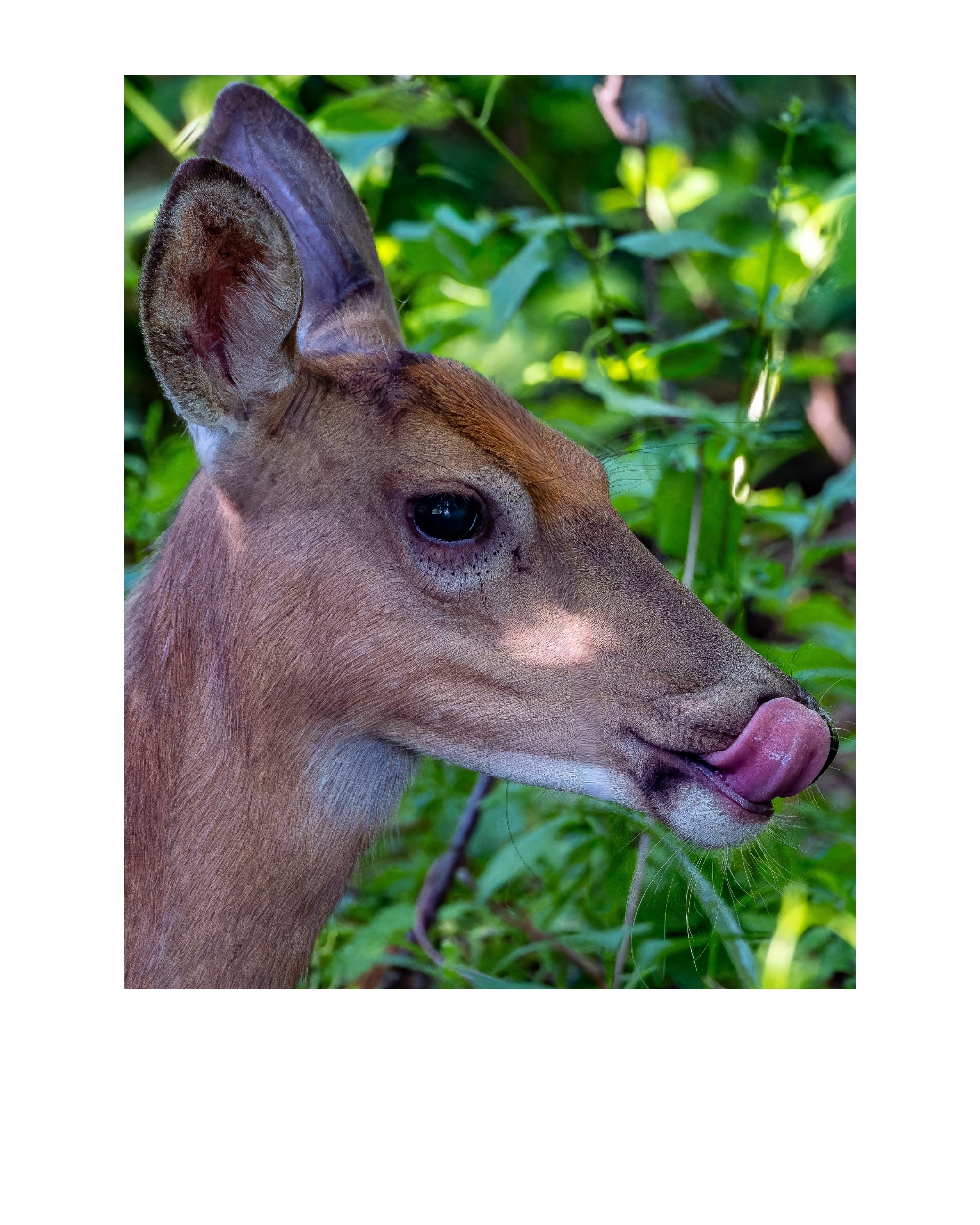 White-Tailed Deer Wildlife Photography Print | Tiny Desk Photos No. 180