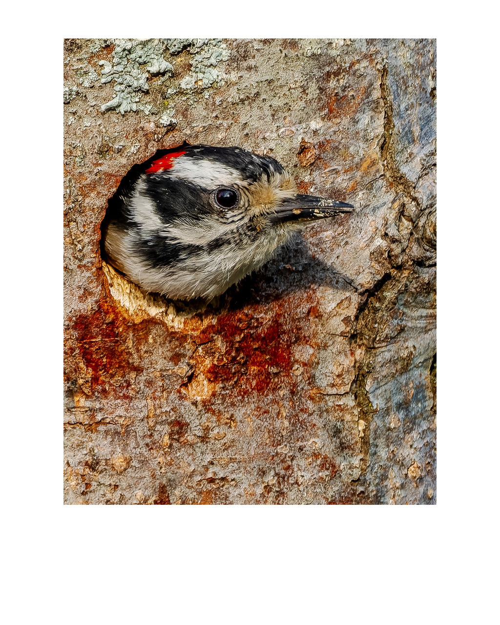 Downy Woodpecker Wildlife Photography Print | Tiny Desk Photos No. 181