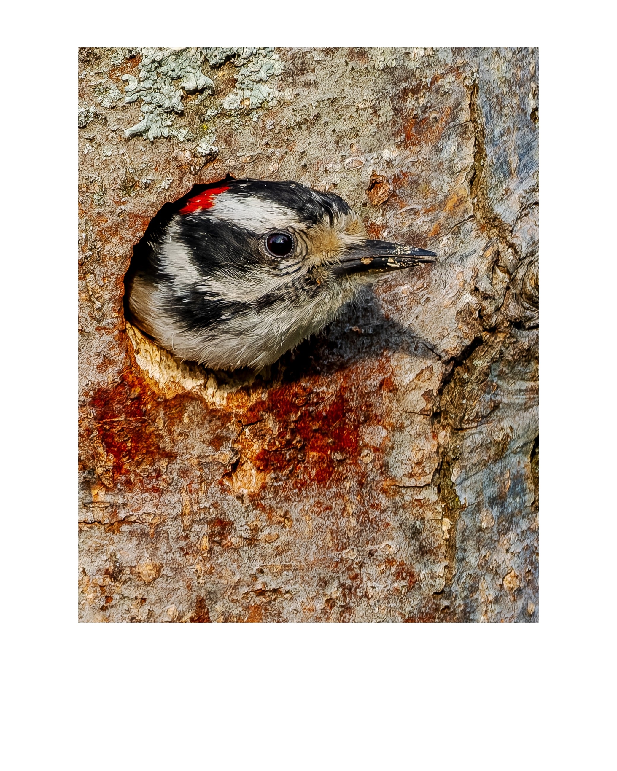 Downy Woodpecker Wildlife Photography Print | Tiny Desk Photos No. 181