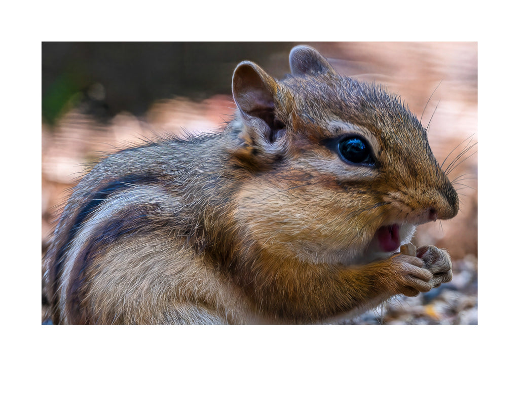 Eastern Chipmunk Wildlife Photography Print | Tiny Desk Photos No. 183