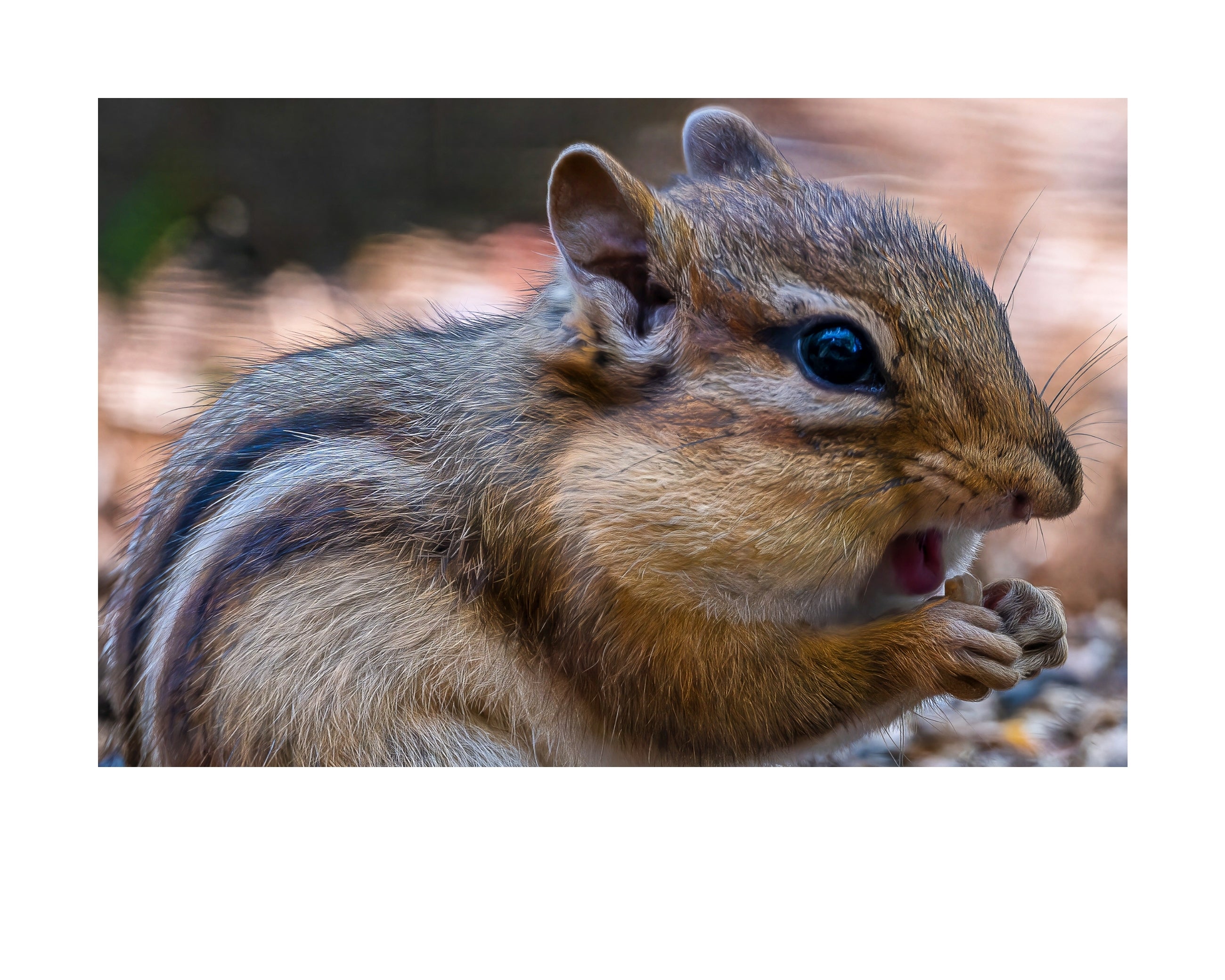 Eastern Chipmunk Wildlife Photography Print | Tiny Desk Photos No. 183