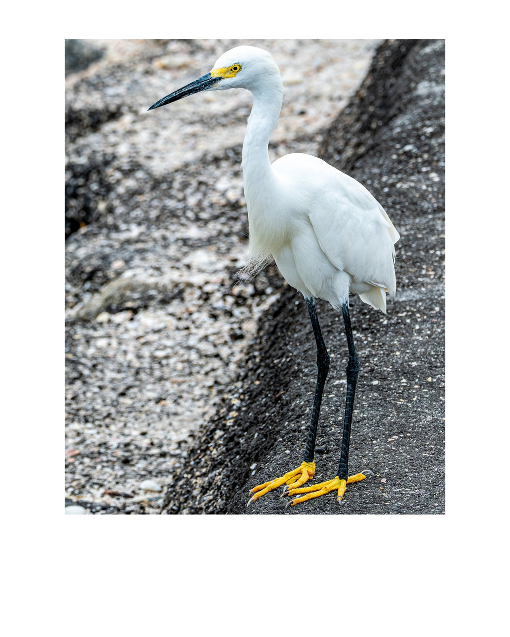 Snowy Egret Wildlife Photography Print | Tiny Desk Photos No. 184