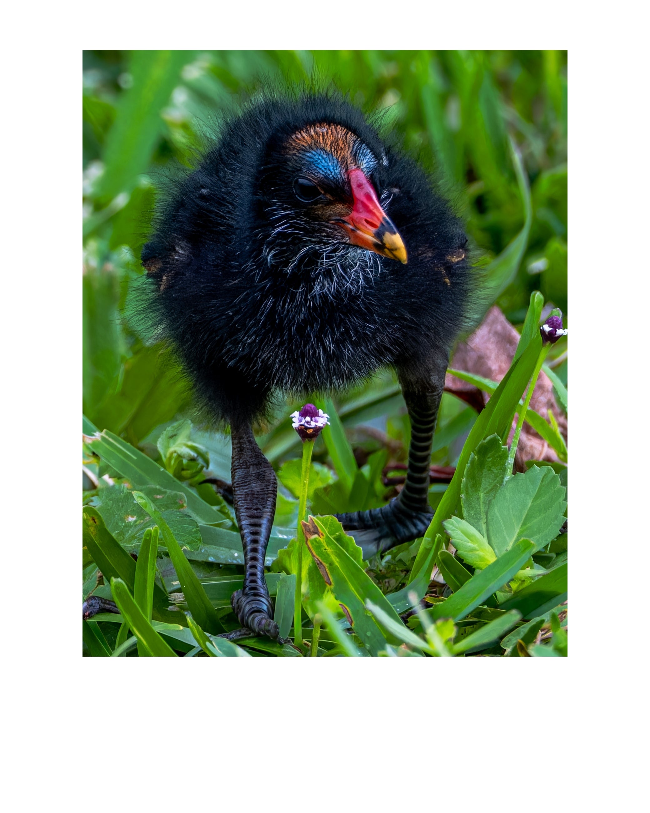 Common Gallinule Chick Wildlife Photography Print | Tiny Desk Photos No. 185