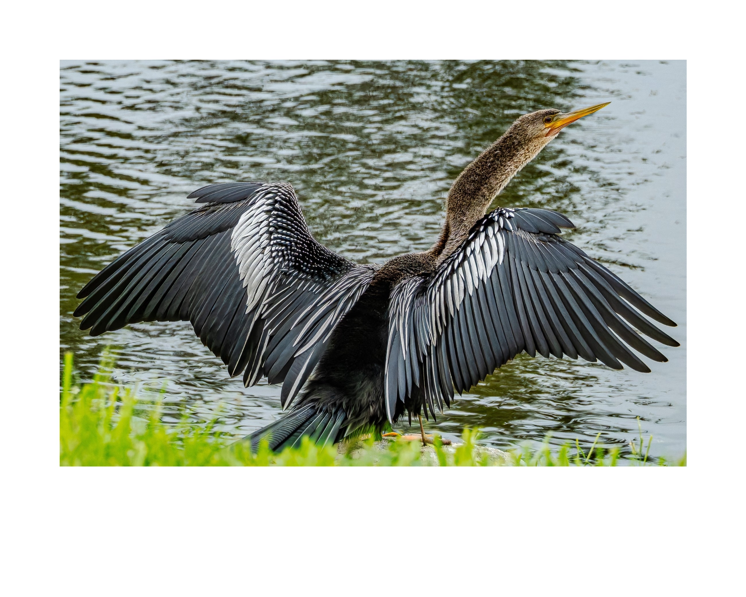 Anhinga Wildlife Photography Print | Tiny Desk Photos No. 187