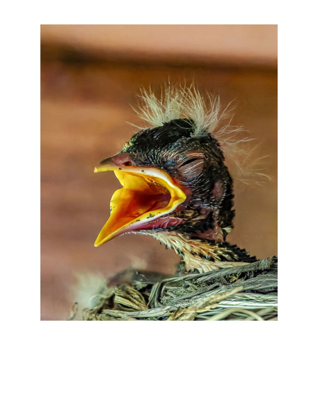 American Robin Nestling Wildlife Photography Print | Tiny Desk Photos No. 188