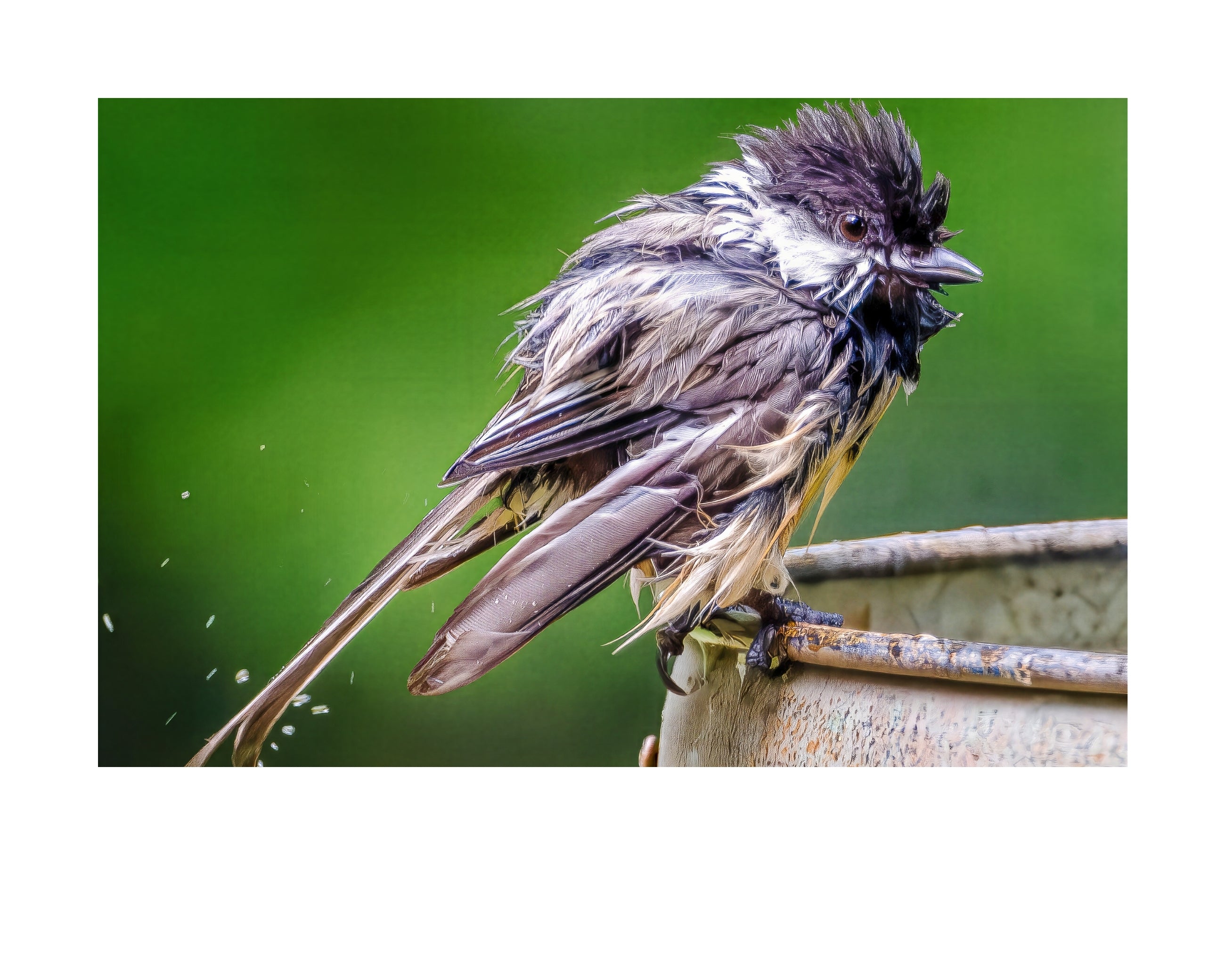 Black-capped Chickadee Wildlife Photography Print | Tiny Desk Photos No. 189