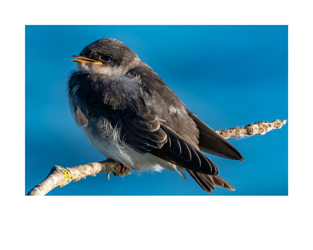 Tree Swallow Fledgling Wildlife Photography Print | Tiny Desk Photos No. 191