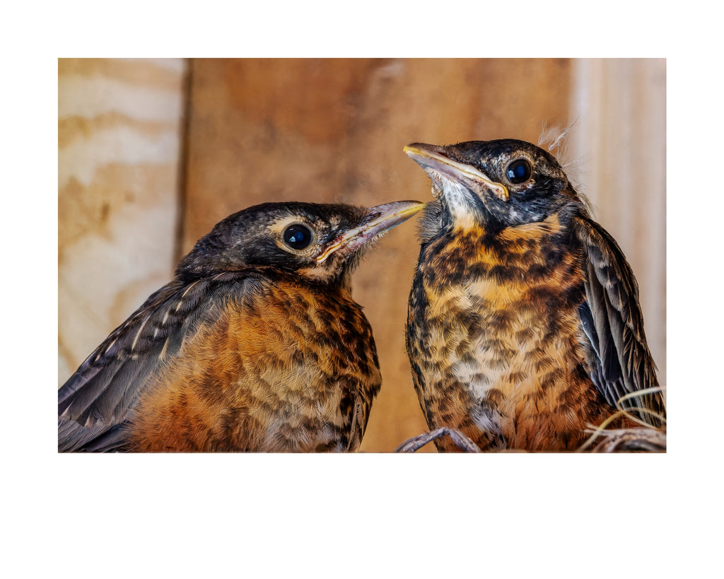 American Robin Fledglings Wildlife Photography Print | Tiny Desk Photos No. 192
