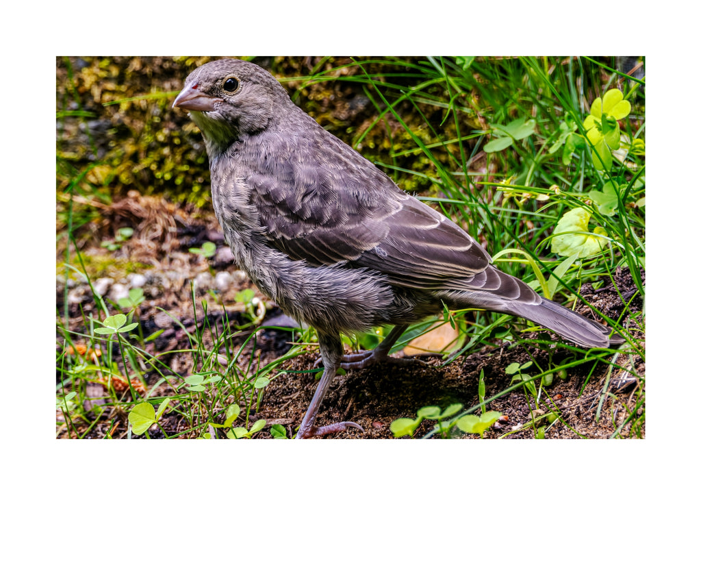 Brown-headed Cowbird Fledgling Wildlife Photography Print | Tiny Desk Photos No. 193
