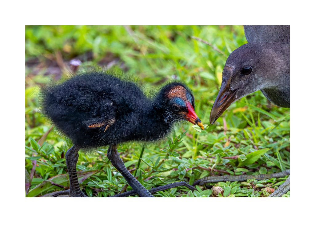 Common Gallinule Chick Wildlife Photography Print | Tiny Desk Photos No. 195