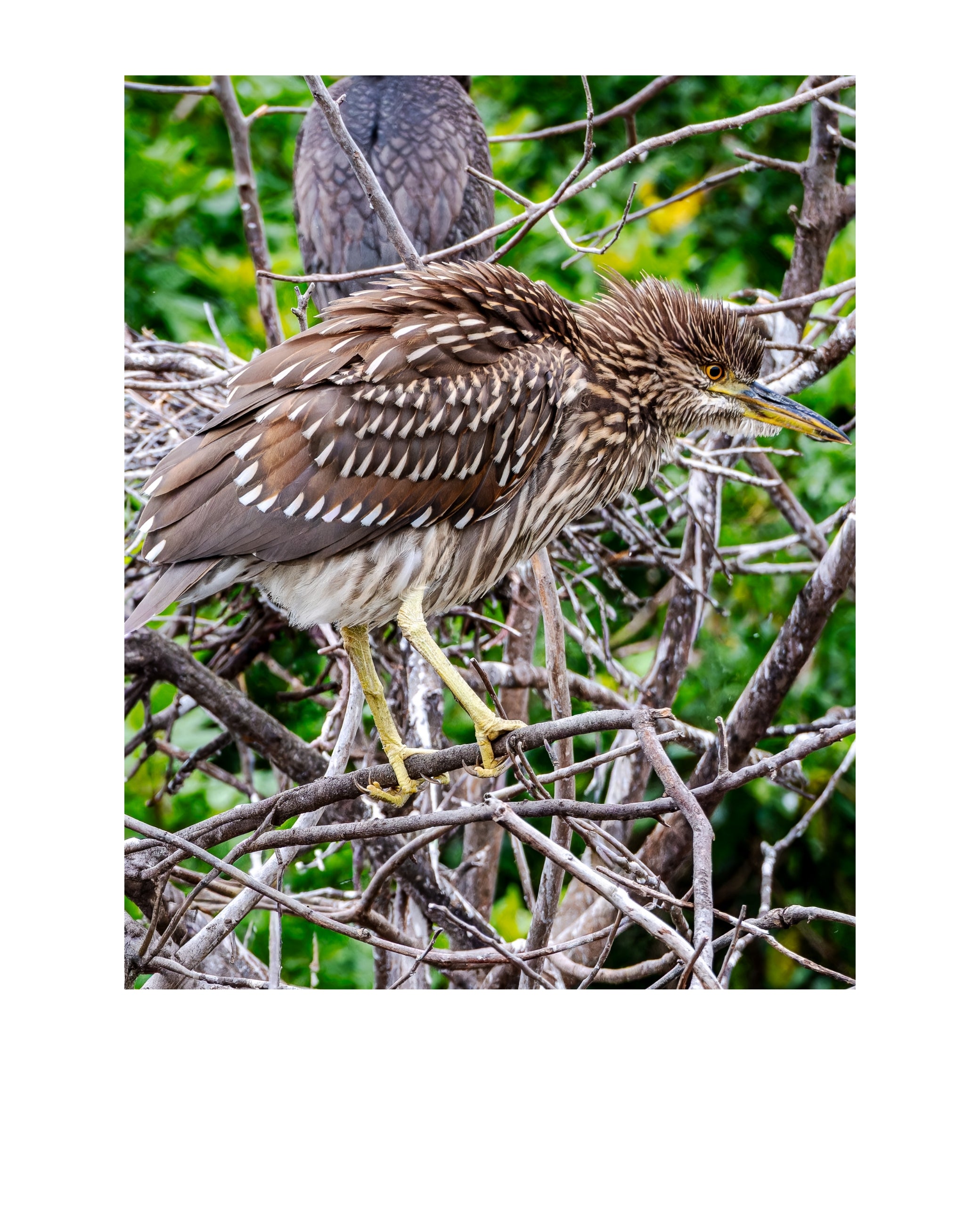 Yellow-crowned Night Heron Juvenile Wildlife Photography Print | Tiny Desk Photos No. 196