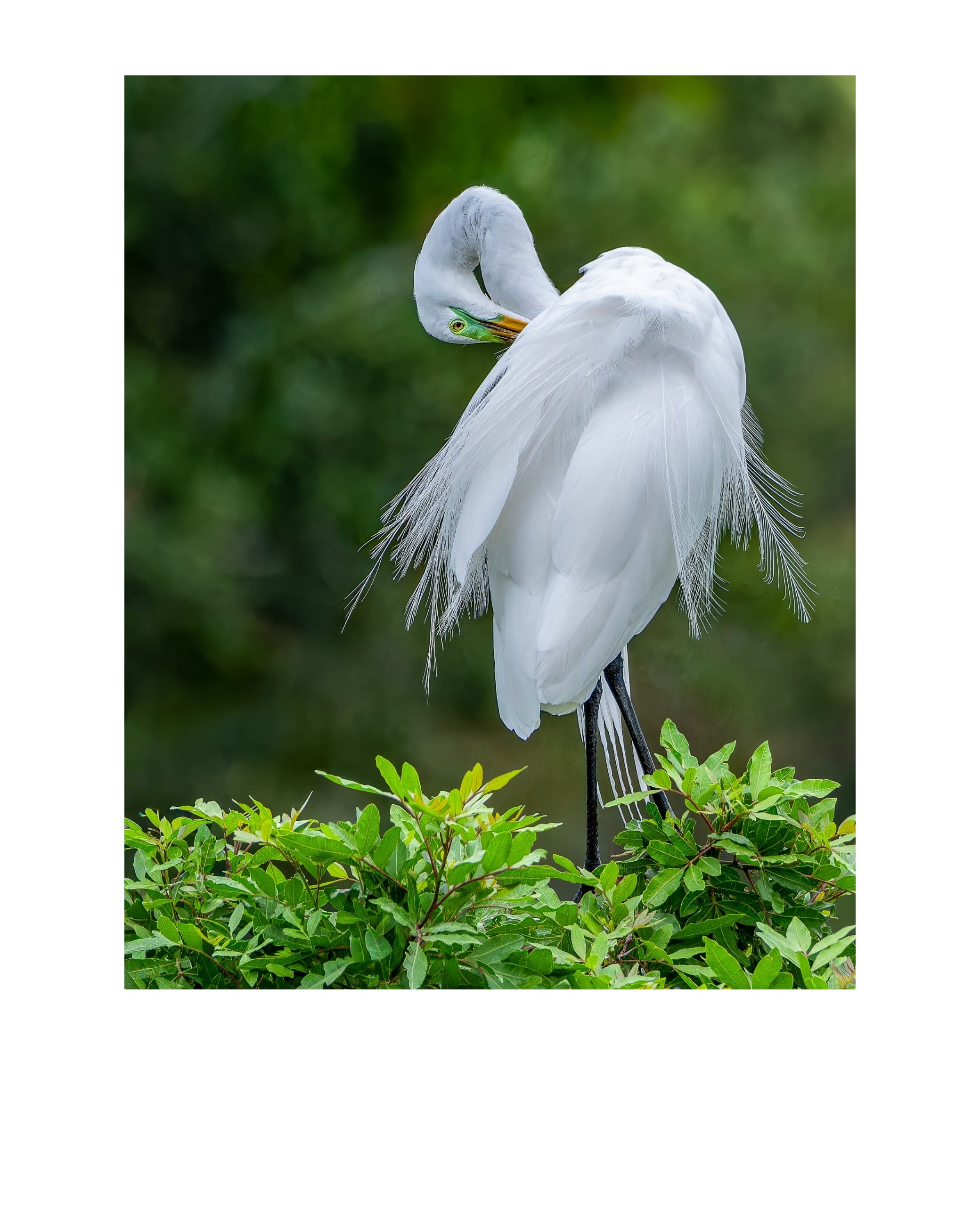 Great Egret Wildlife Photography Print | Tiny Desk Photos No. 197