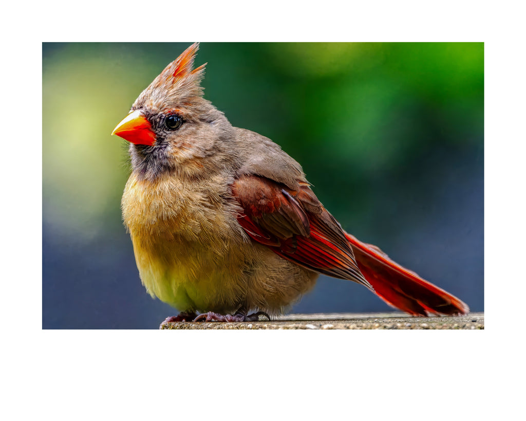 Female Northern Cardinal Wildlife Photography Print | Tiny Desk Photos No. 198