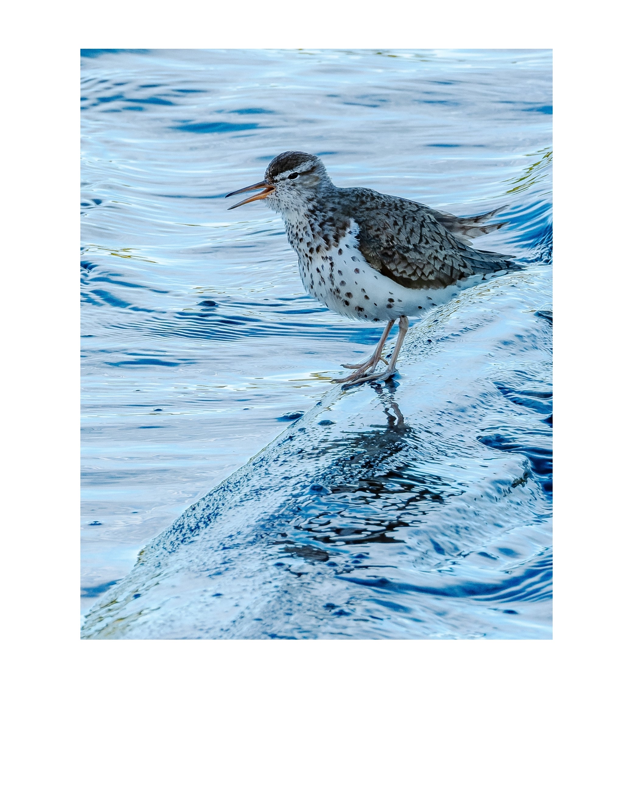 Spotted Sandpiper Wildlife Photography Print | Tiny Desk Photos No. 199
