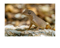 Anole Lizard Wildlife Photography Print | Tiny Desk Photos No. 20