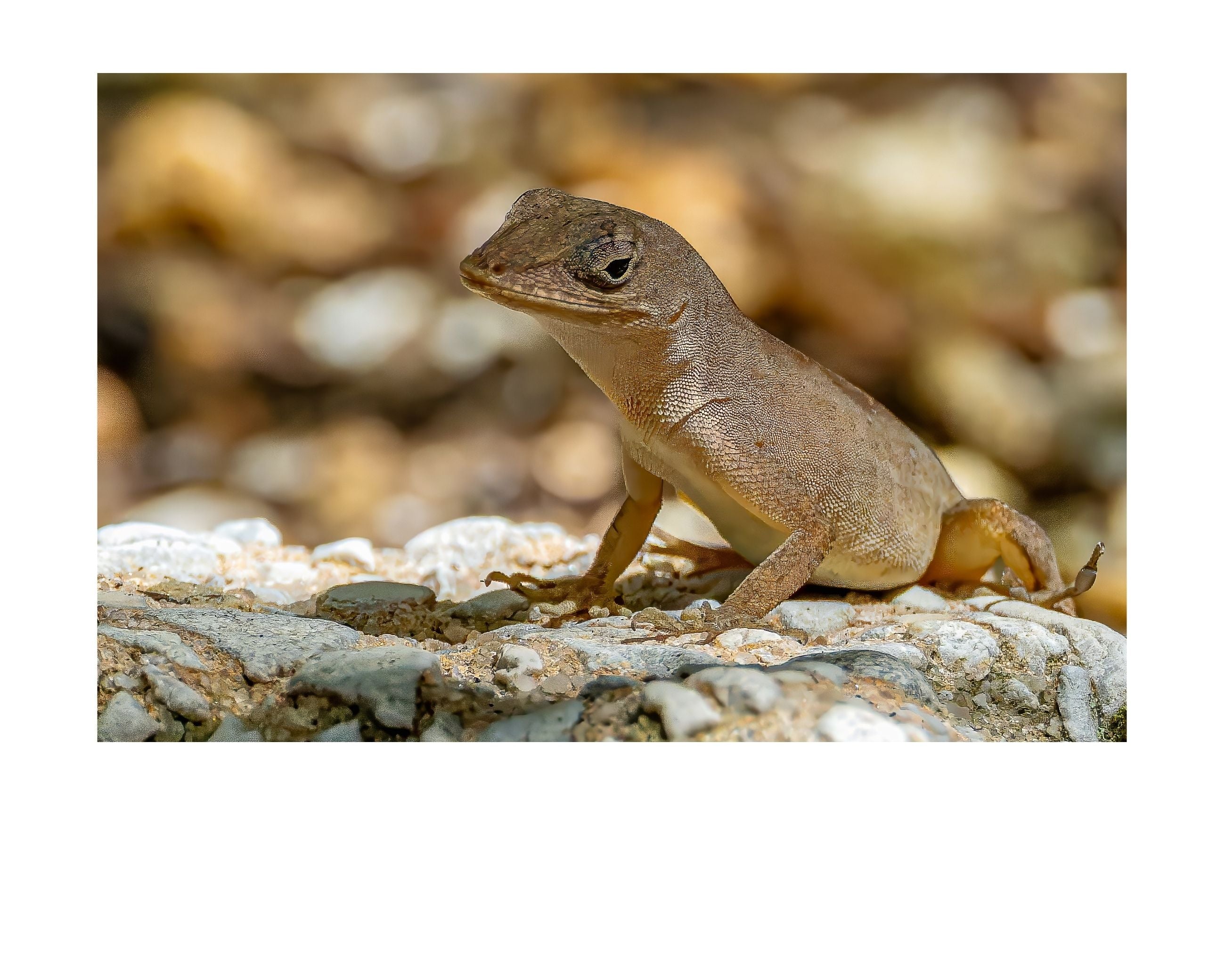 Anole Lizard Wildlife Photography Print | Tiny Desk Photos No. 20