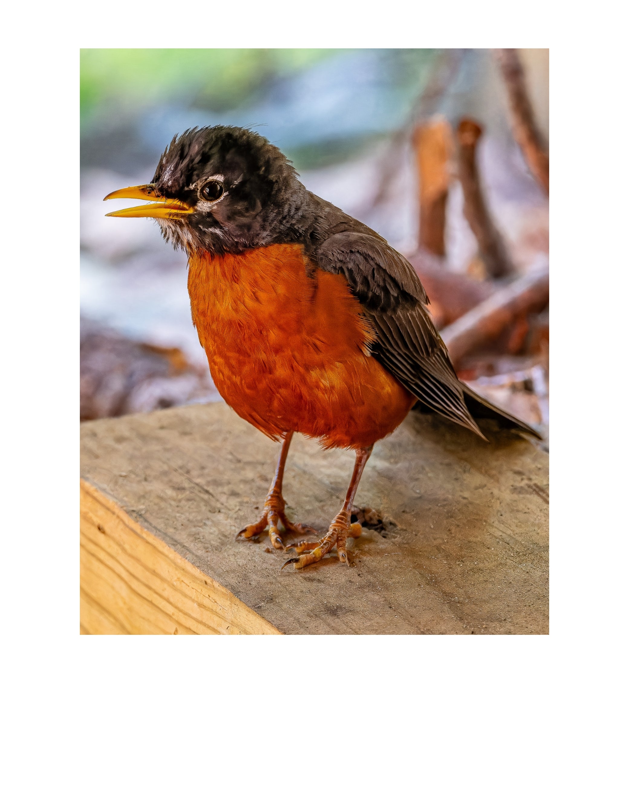 American Robin Wildlife Photography Print | Tiny Desk Photos No. 200