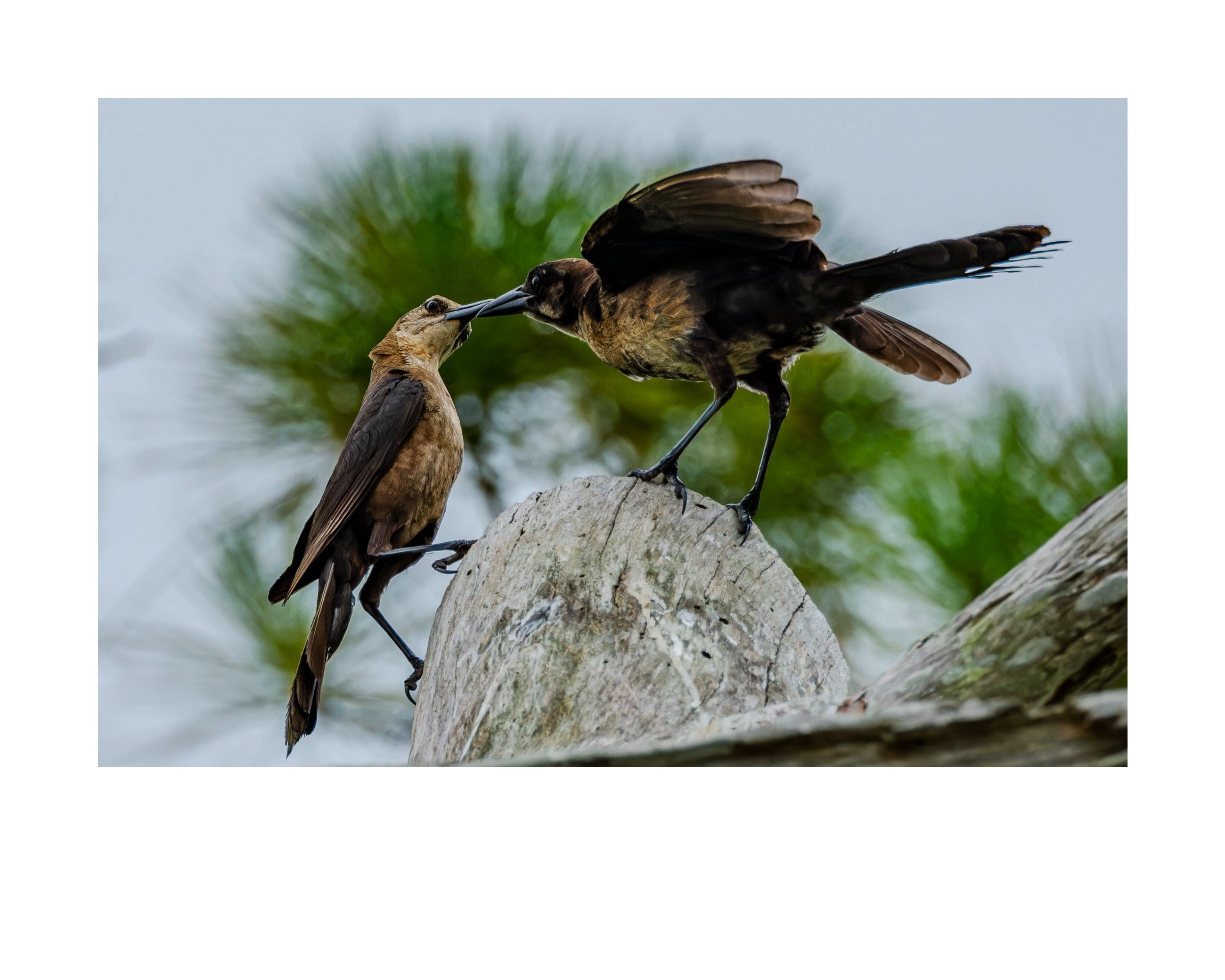 Boat-tailed Grackle Wildlife Photography Print | Tiny Desk Photos No. 201