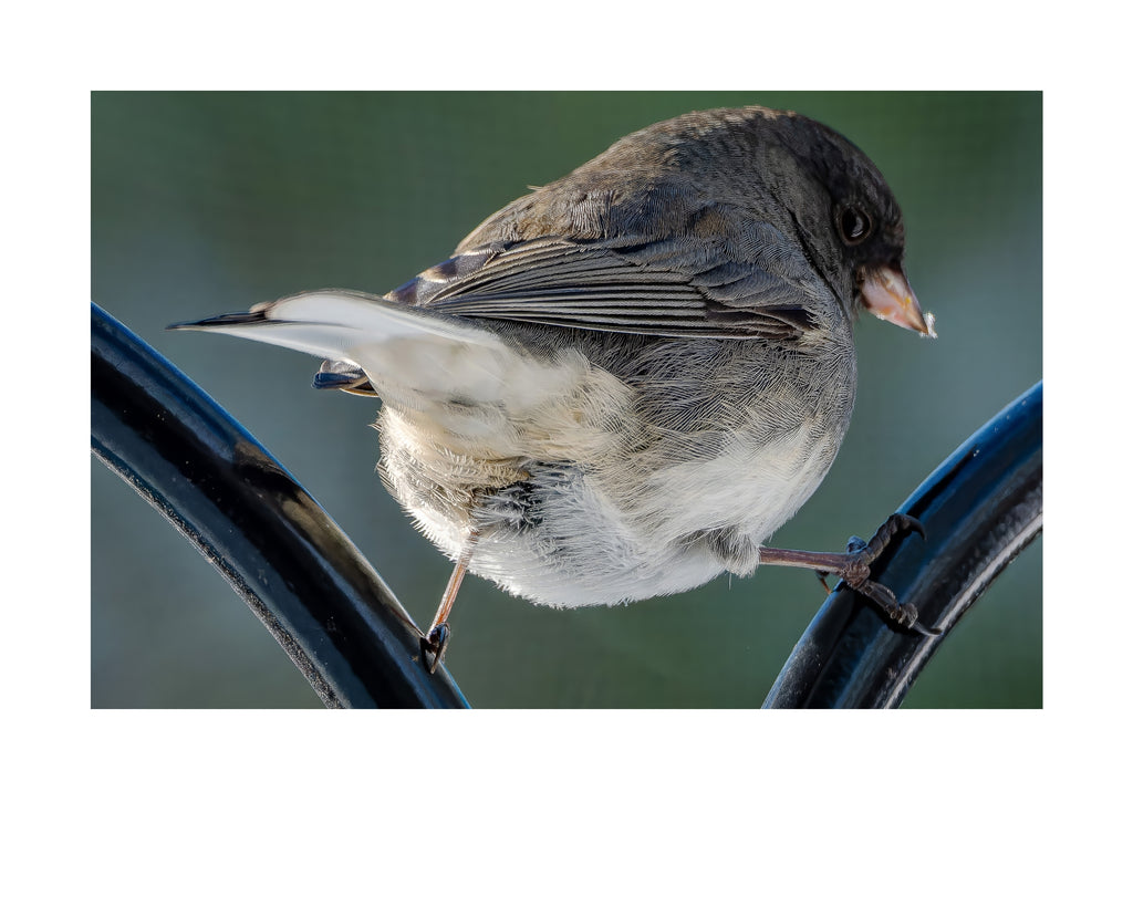 Dark-eyed Junco Wildlife Photography Print | Tiny Desk Photos No. 202