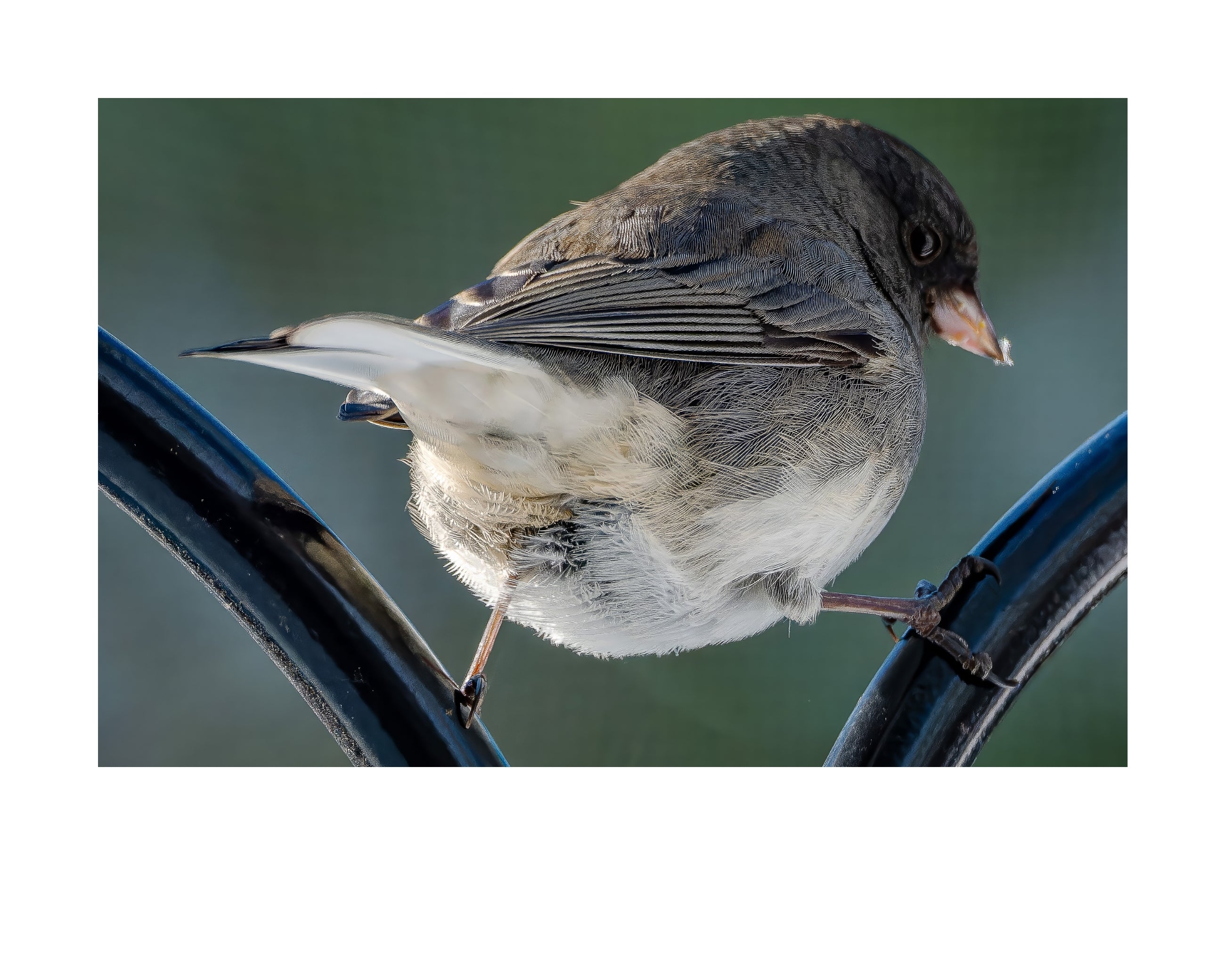 Dark-eyed Junco Wildlife Photography Print | Tiny Desk Photos No. 202