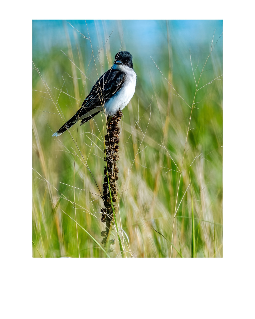 Eastern Kingbird Wildlife Photography Print | Tiny Desk Photos No. 203