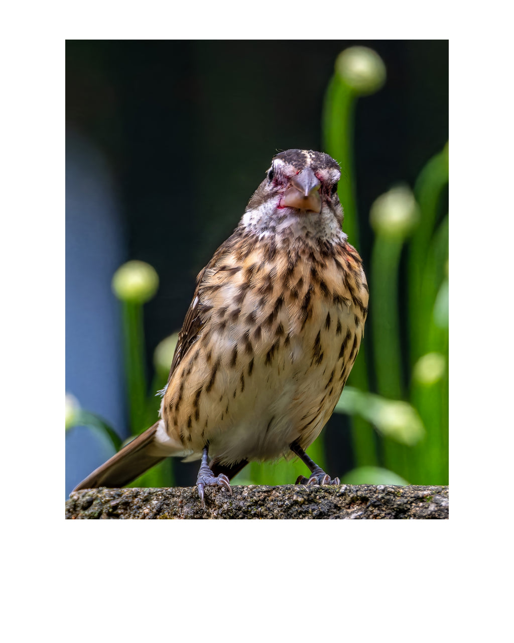 Song Sparrow Wildlife Photography Print | Tiny Desk Photos No. 204