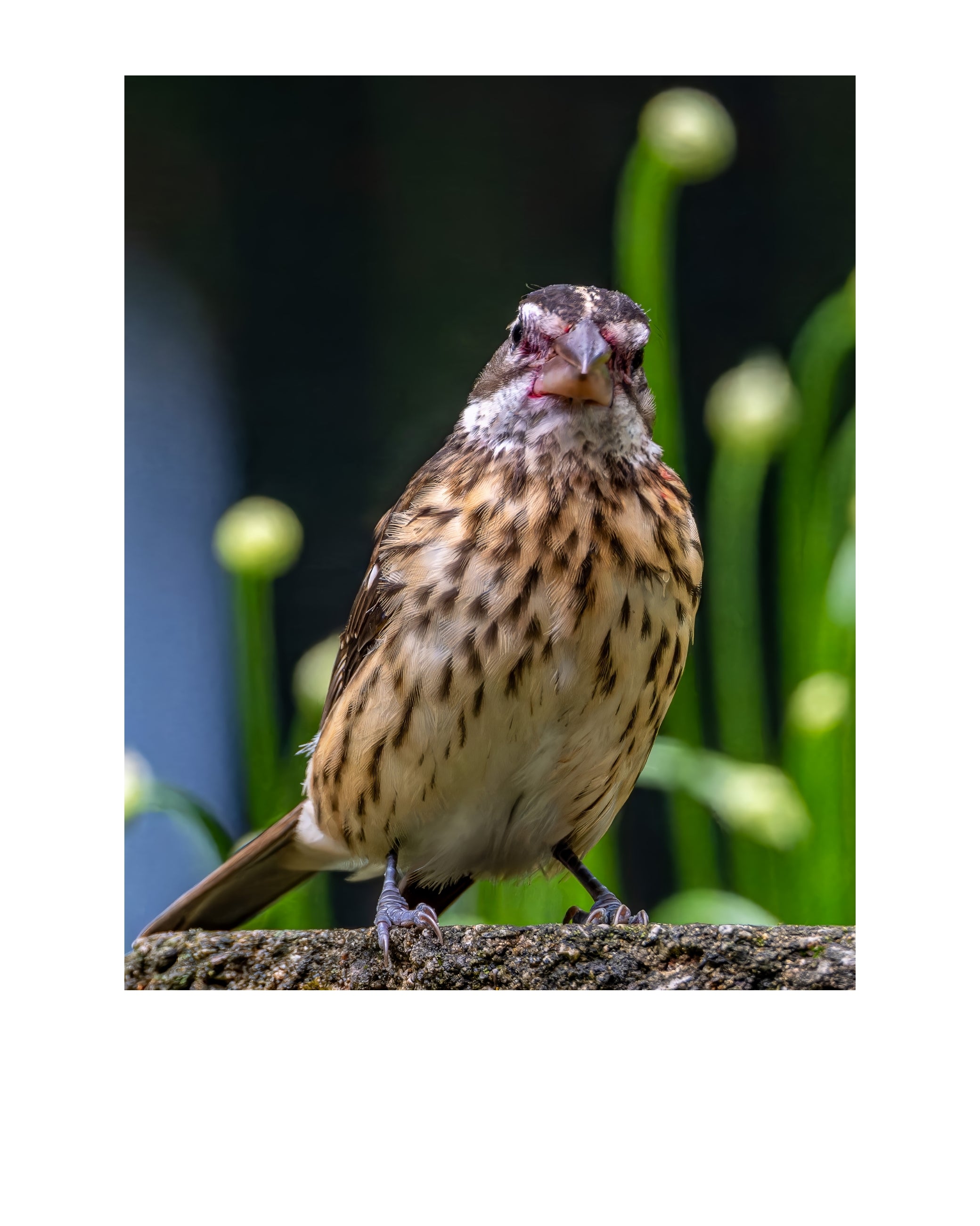 Song Sparrow Wildlife Photography Print | Tiny Desk Photos No. 204