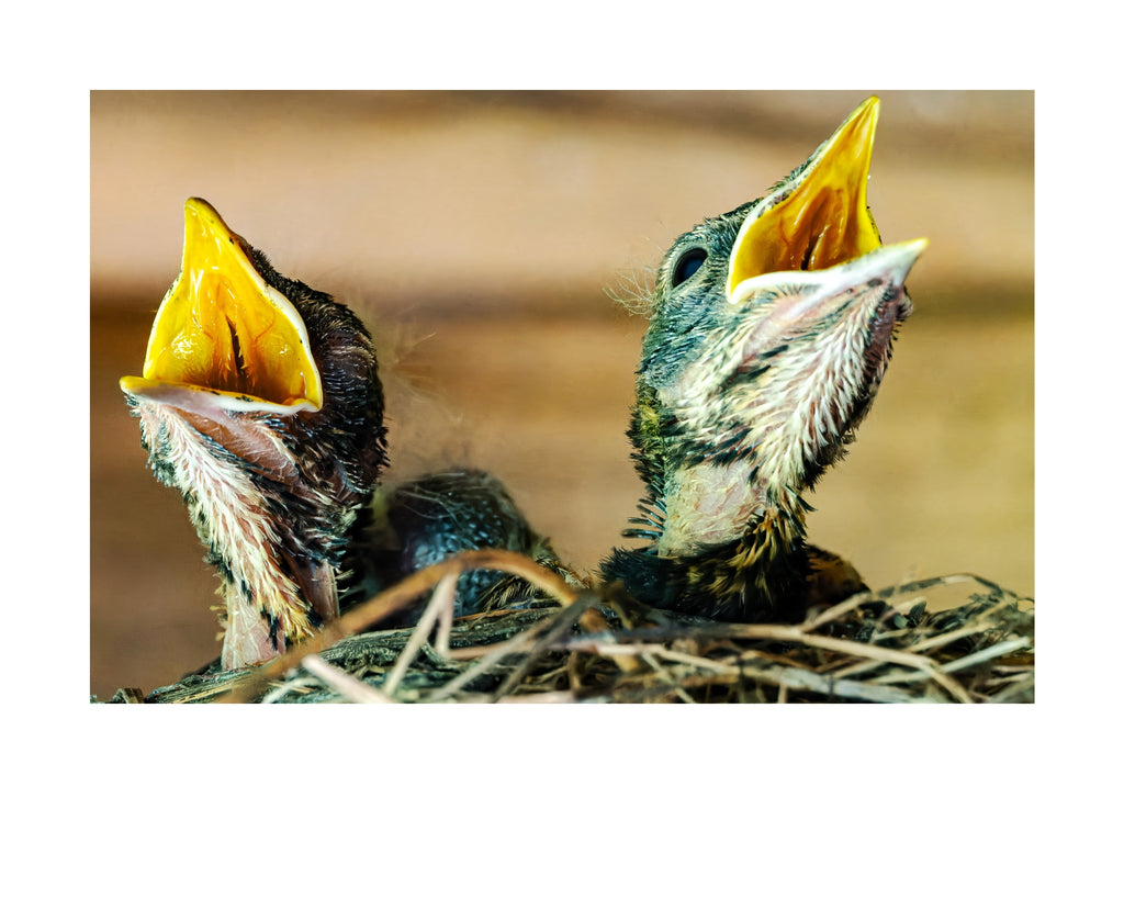 American Robin Nestlings Wildlife Photography Print | Tiny Desk Photos No. 205