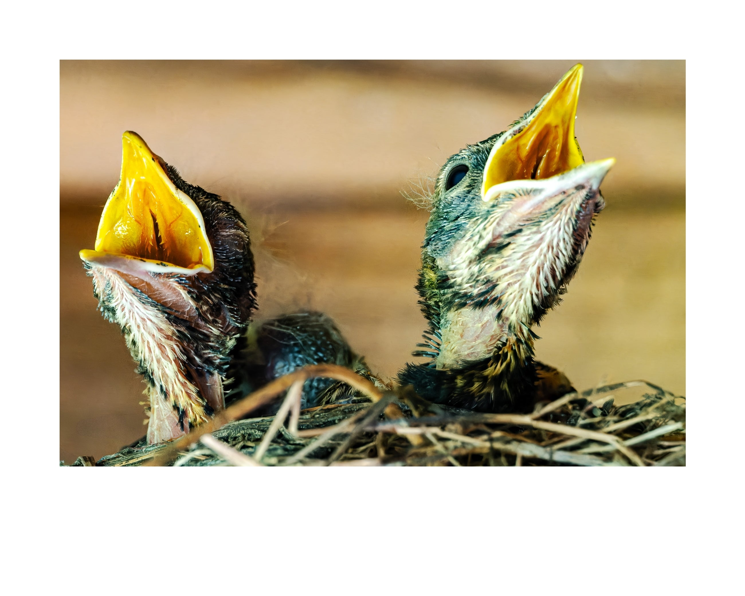 American Robin Nestlings Wildlife Photography Print | Tiny Desk Photos No. 205