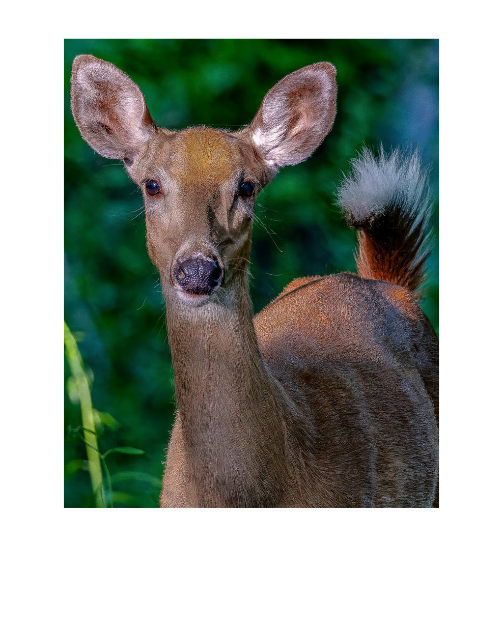 White-tailed Deer Wildlife Photography Print | Tiny Desk Photos No. 206