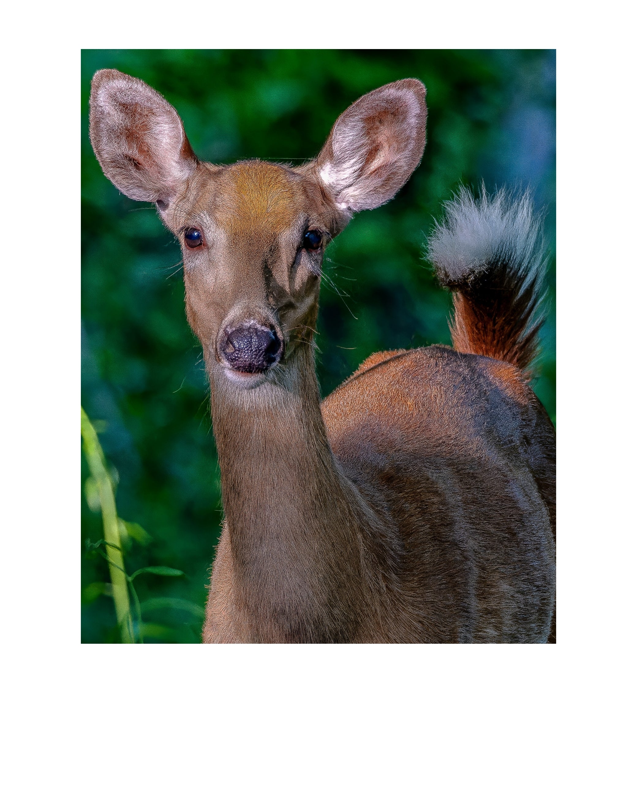 White-tailed Deer Wildlife Photography Print | Tiny Desk Photos No. 206