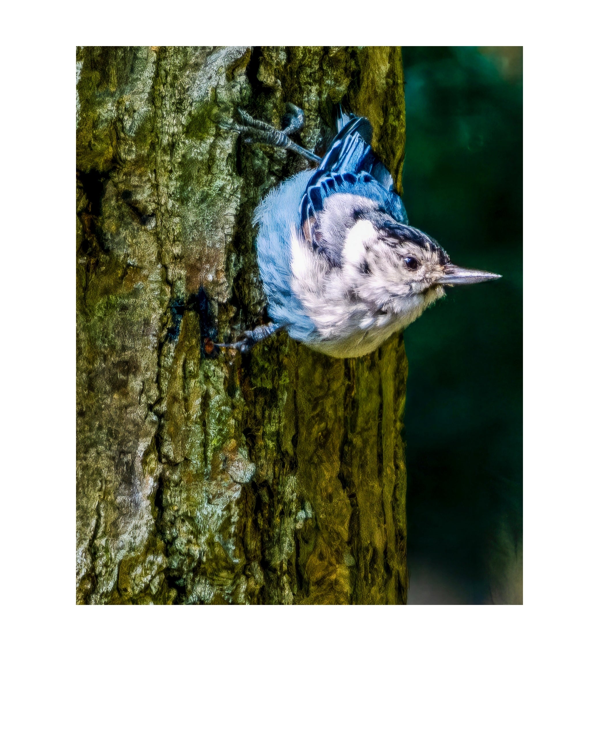 White-breasted Nuthatch Wildlife Photography Print | Tiny Desk Photos No. 207