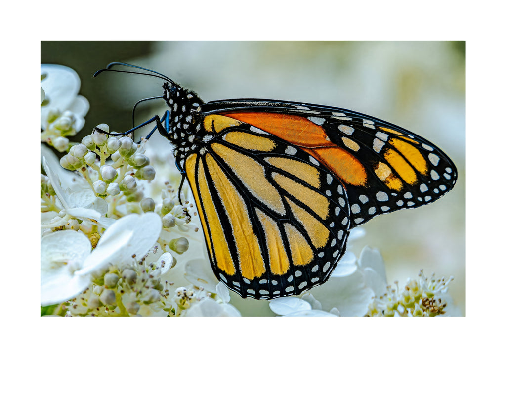 Monarch Butterfly Wildlife Photography Print | Tiny Desk Photos No. 208