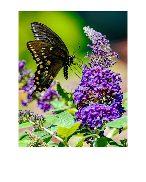 Black Swallowtail Butterfly Wildlife Photography Print | Tiny Desk Photos No. 209