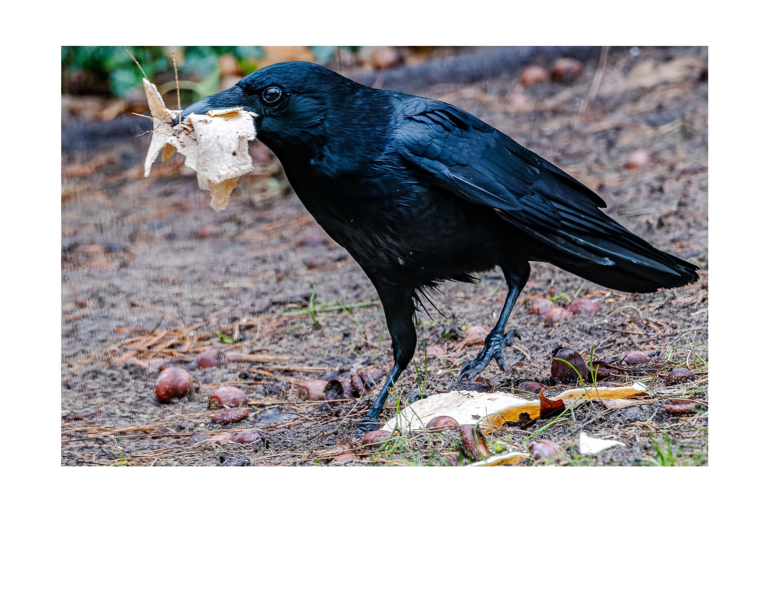 American Crow Wildlife Photography Print | Tiny Desk Photos No. 21