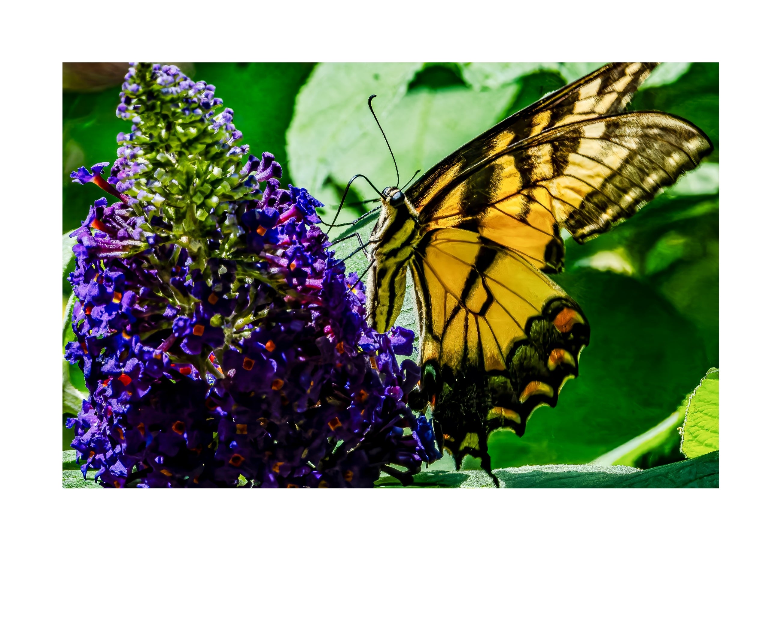 Eastern Tiger Swallowtail Butterfly Wildlife Photography Print | Tiny Desk Photos No. 210