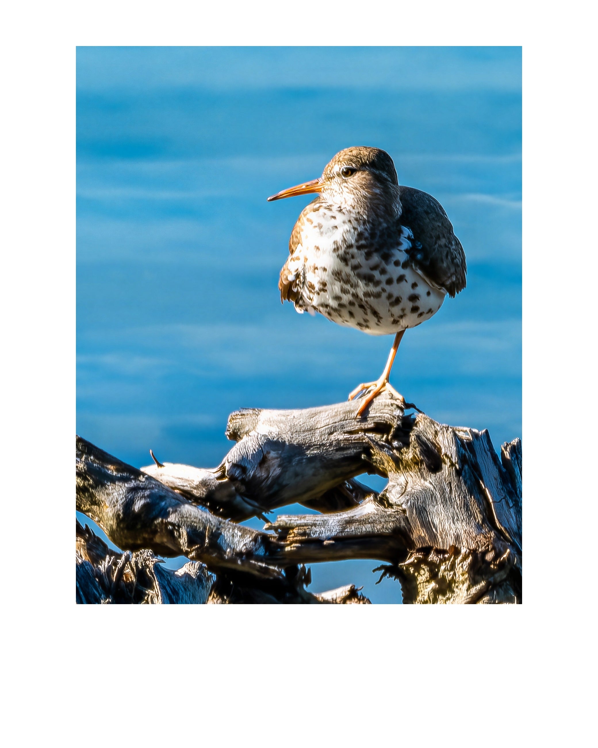 Spotted Sandpiper Wildlife Photography Print | Tiny Desk Photos No. 211