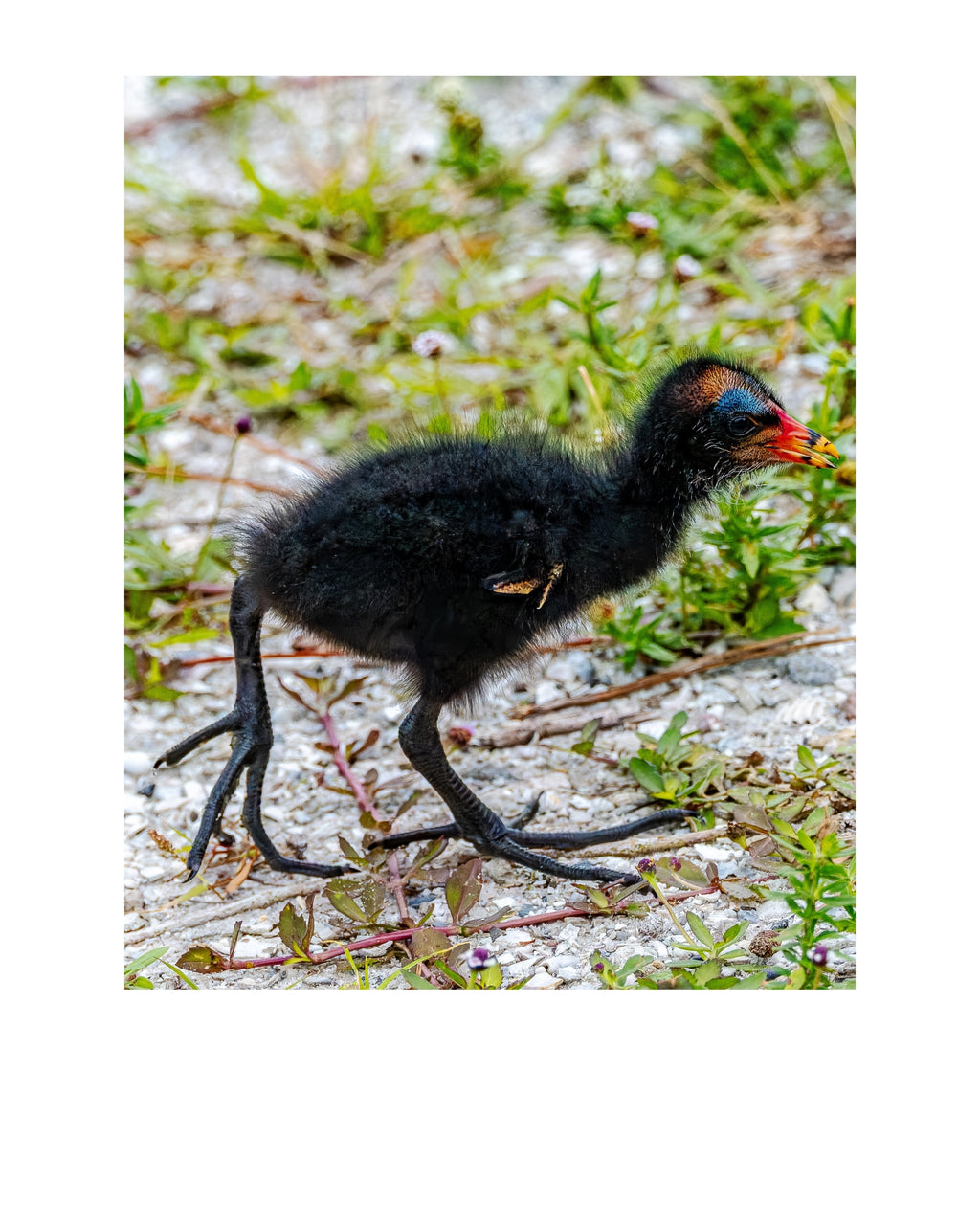 Common Gallinule Chick Wildlife Photography Print | Tiny Desk Photos No. 212