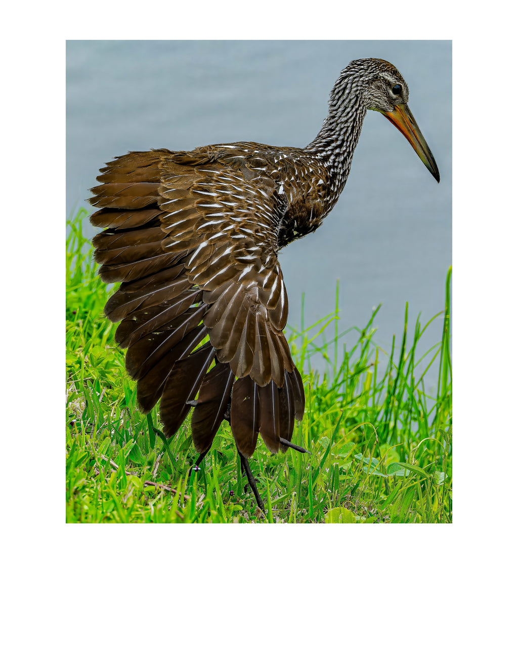 Limpkin Wildlife Photography Print | Tiny Desk Photos No. 213