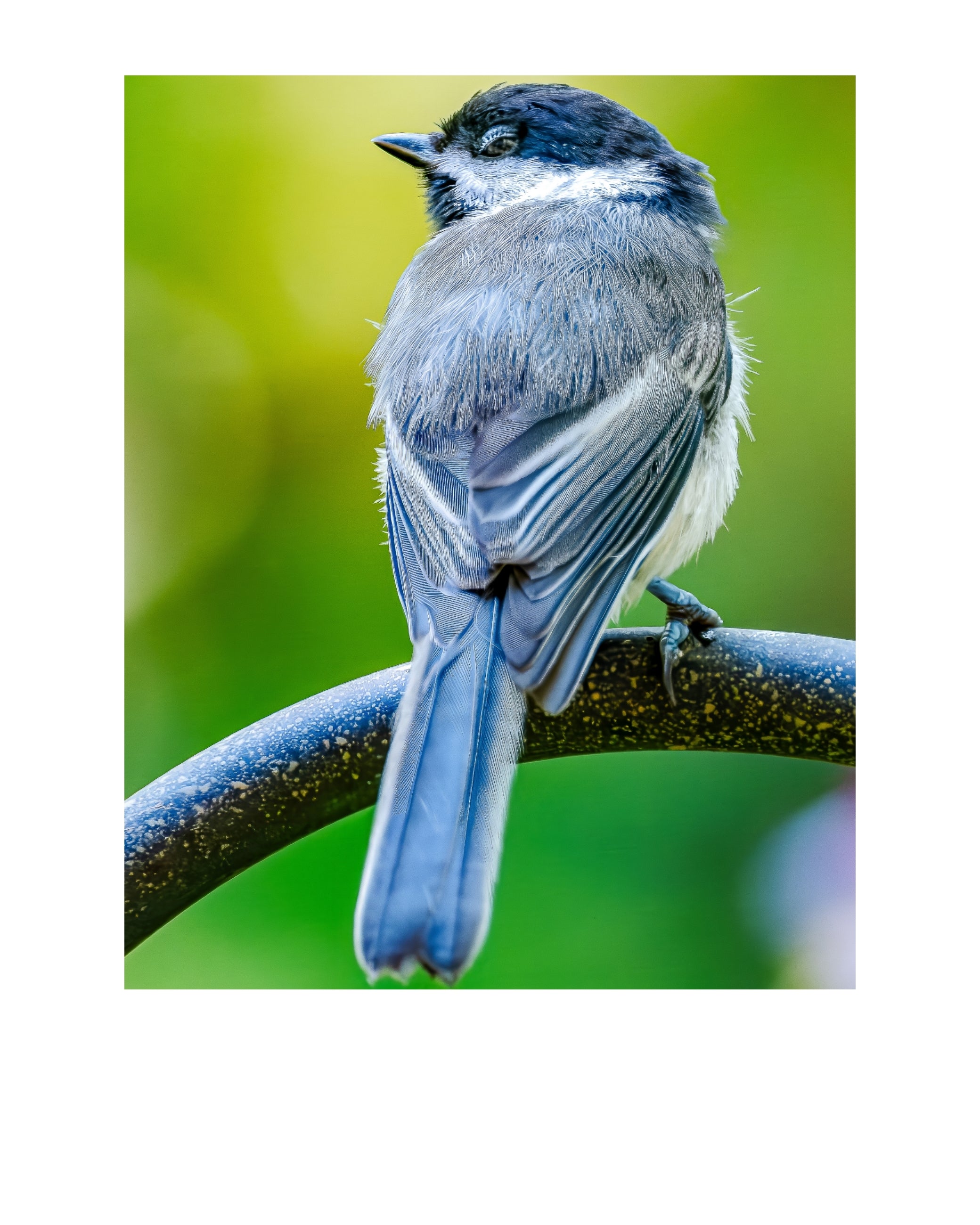 Black-capped Chickadee Wildlife Photography Print | Tiny Desk Photos No. 214