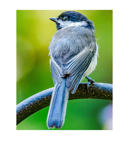 Black-capped Chickadee Wildlife Photography Print | Tiny Desk Photos No. 214