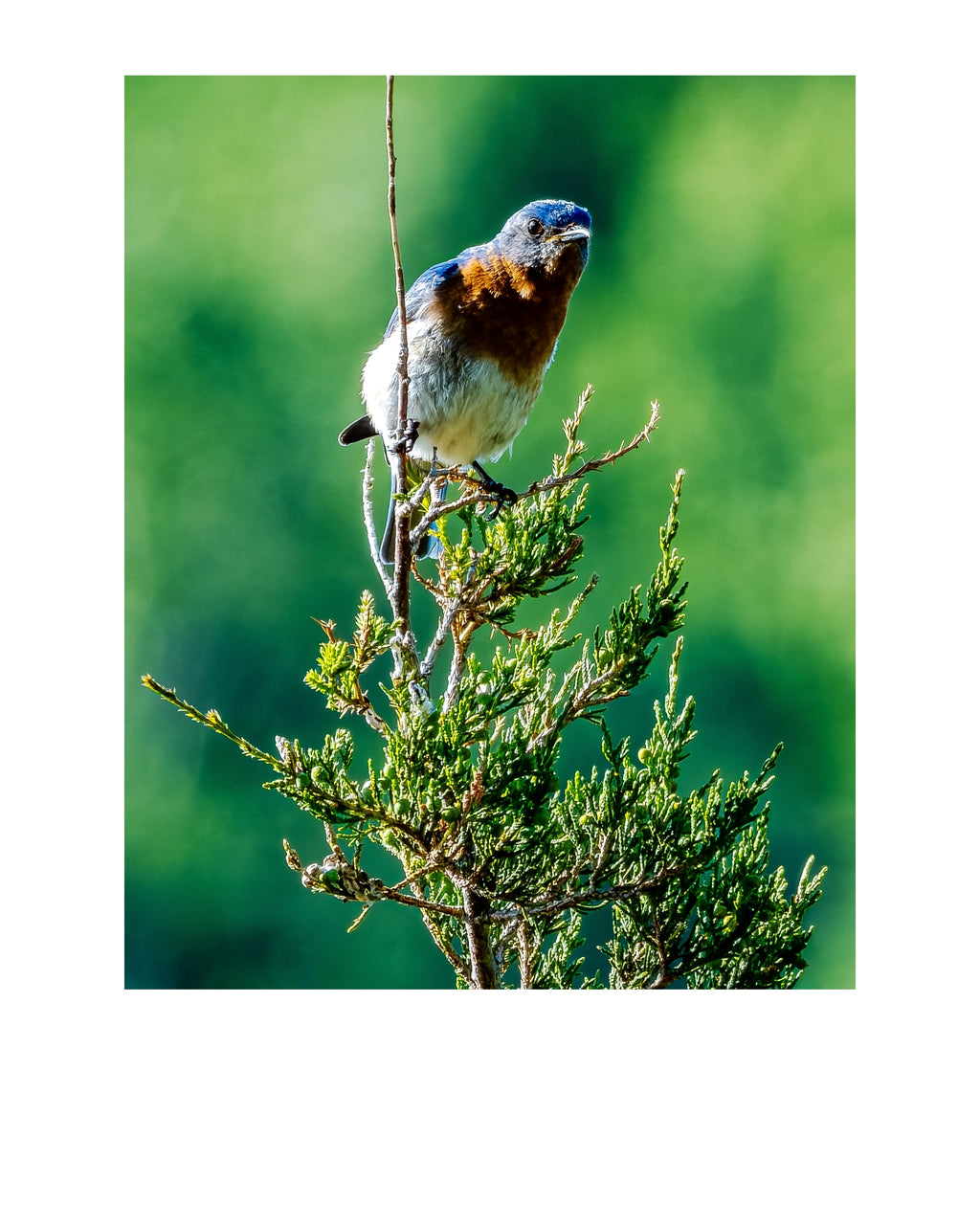 Eastern Bluebird Wildlife Photography Print | Tiny Desk Photos No. 215