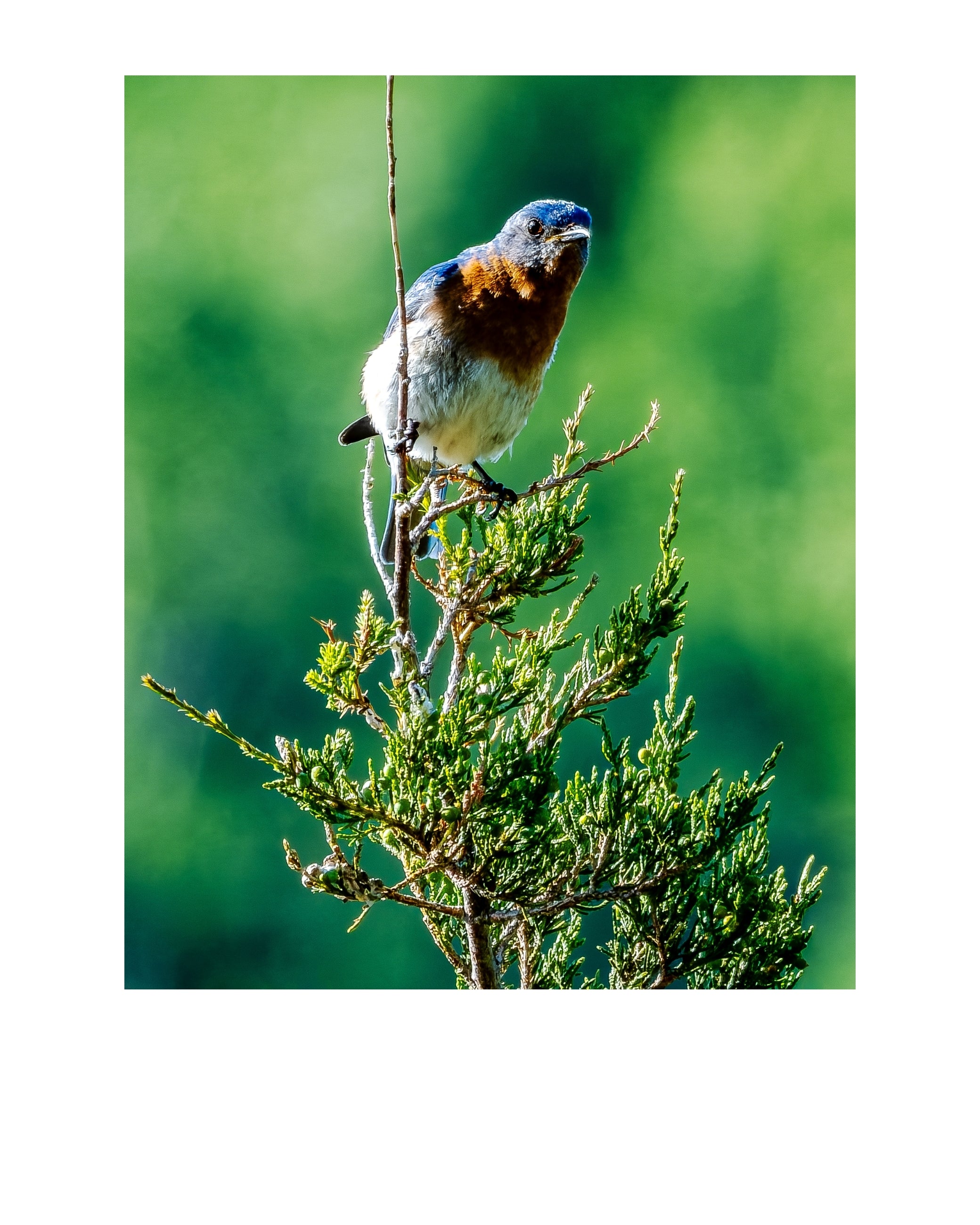 Eastern Bluebird Wildlife Photography Print | Tiny Desk Photos No. 215
