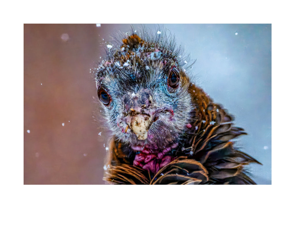 Wild Turkey Chick Wildlife Photography Print | Tiny Desk Photos No. 218
